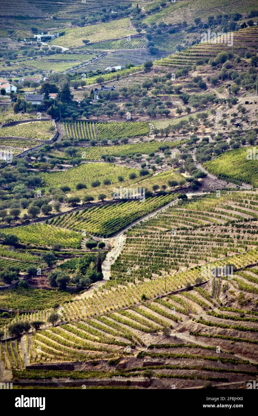 Terrassierte Weinberge und Landschaft des Douro-Tals, Portugal Stockfoto