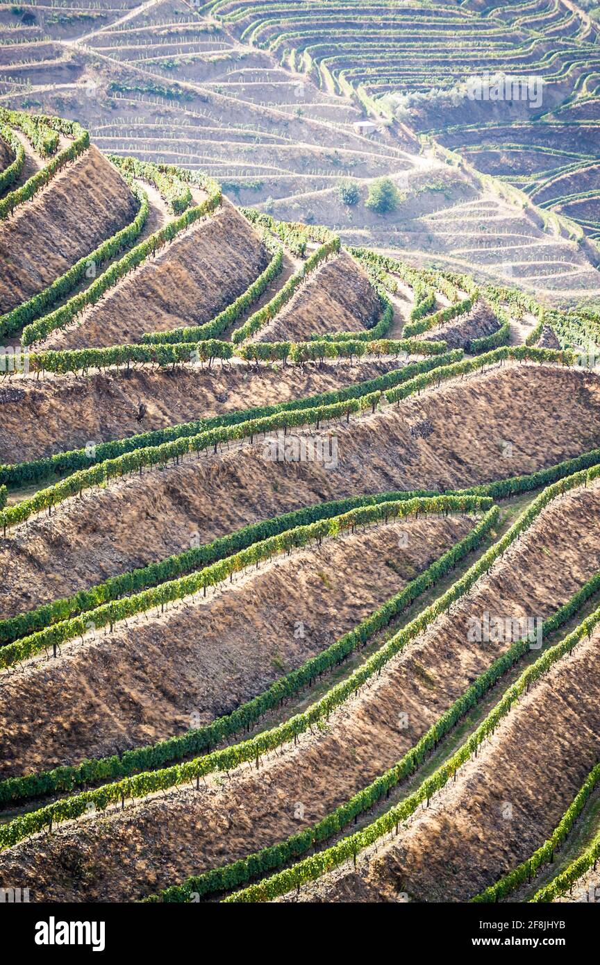 Terrassierte Weinberge und Landschaft des Douro-Tals, Portugal Stockfoto