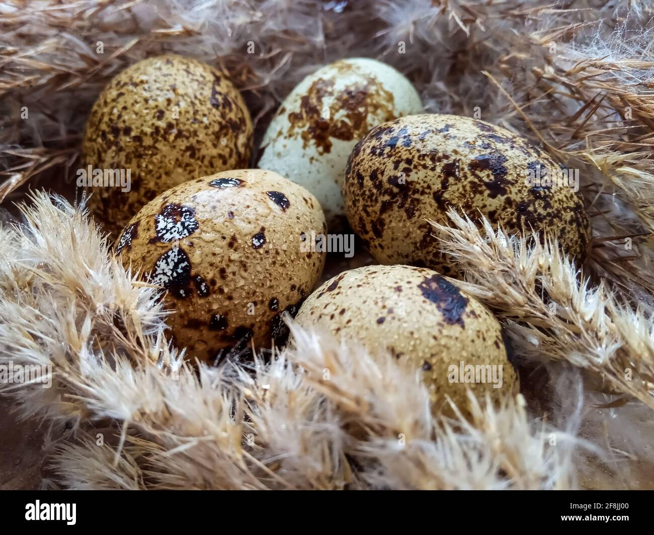 Fünf Wachteleier in einem Heu-Nest mit Wasser Tropfen aus der Nähe Stockfoto