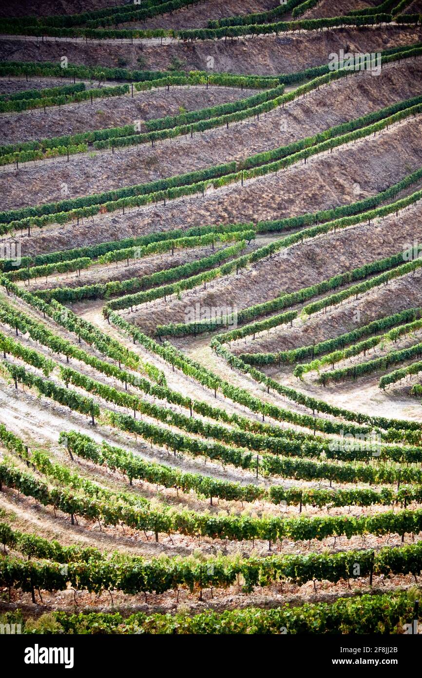 Terrassierte Weinberge und Landschaft des Douro-Tals, Portugal Stockfoto