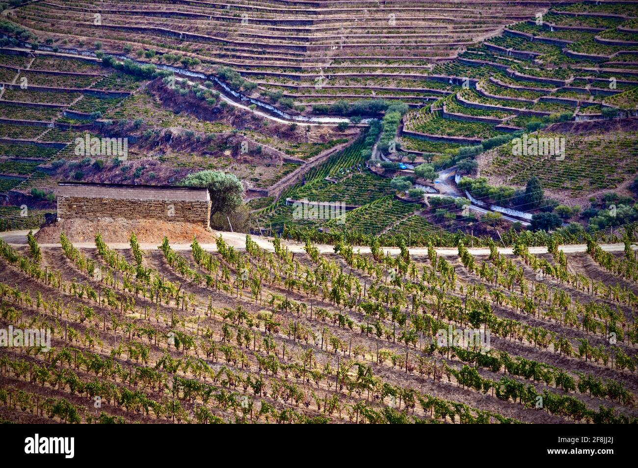 Terrassierte Weinberge und Landschaft des Douro-Tals, Portugal Stockfoto