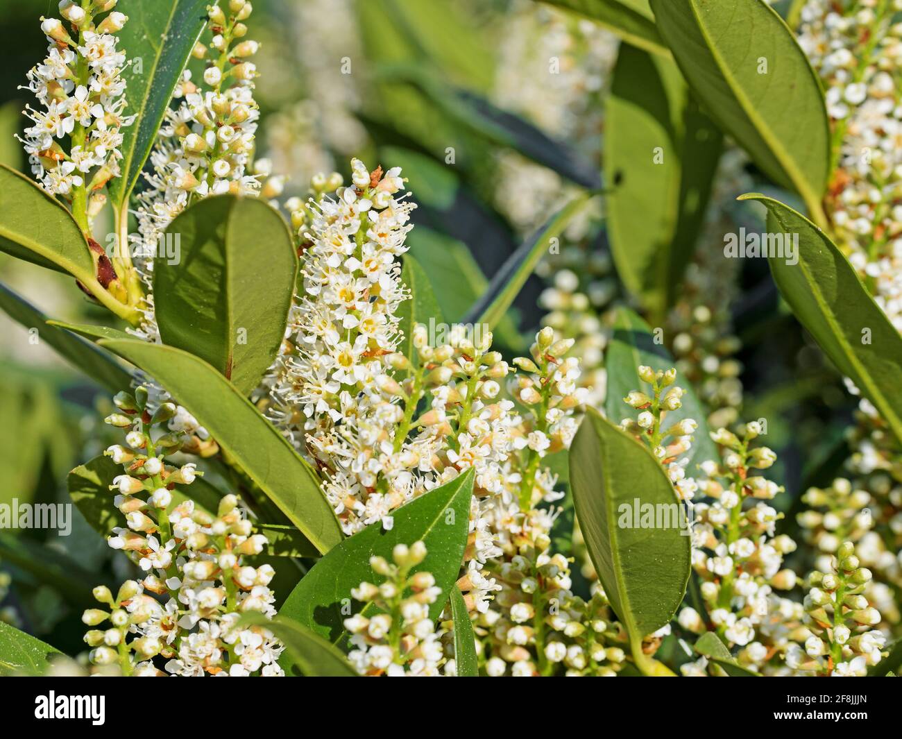 Blühender Kirsche Lorbeer, Prunus laurocerasus, im Frühjahr Stockfoto