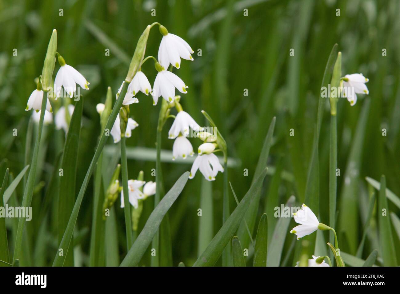 UK Weather, 14 April 2021: Trotz kühlem Frühlingswetter blühen in einem sumpfigen Gebiet, wo ein Dampf in die Themse in der Nähe von Henley mündet, seltene, wilde Loddon-Lilien. Benannt nach dem nahe gelegenen Fluss Loddon, sind sie auch als Sommerschneeflocken bekannt. Anna Watson/Alamy Live News Stockfoto