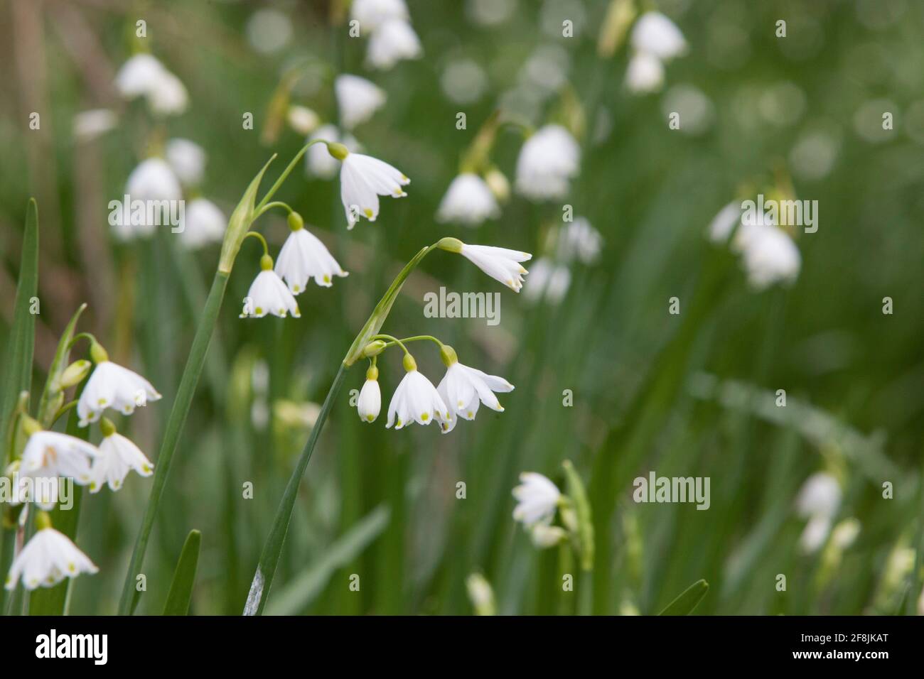 UK Weather, 14 April 2021: Trotz kühlem Frühlingswetter blühen in einem sumpfigen Gebiet, wo ein Dampf in die Themse in der Nähe von Henley mündet, seltene, wilde Loddon-Lilien. Benannt nach dem nahe gelegenen Fluss Loddon, sind sie auch als Sommerschneeflocken bekannt. Anna Watson/Alamy Live News Stockfoto
