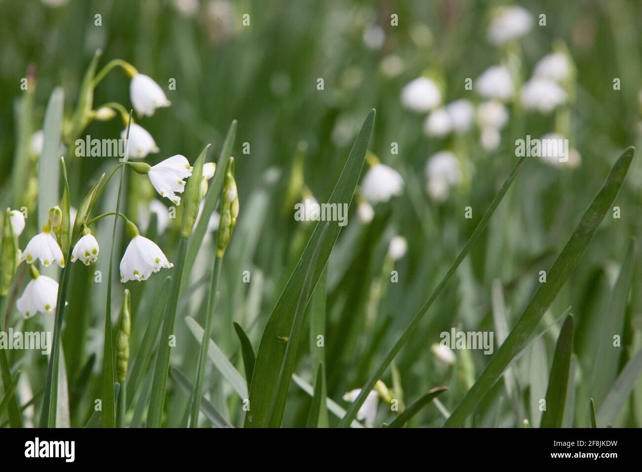 UK Weather, 14 April 2021: Trotz kühlem Frühlingswetter blühen in einem sumpfigen Gebiet, wo ein Dampf in die Themse in der Nähe von Henley mündet, seltene, wilde Loddon-Lilien. Benannt nach dem nahe gelegenen Fluss Loddon, sind sie auch als Sommerschneeflocken bekannt. Anna Watson/Alamy Live News Stockfoto