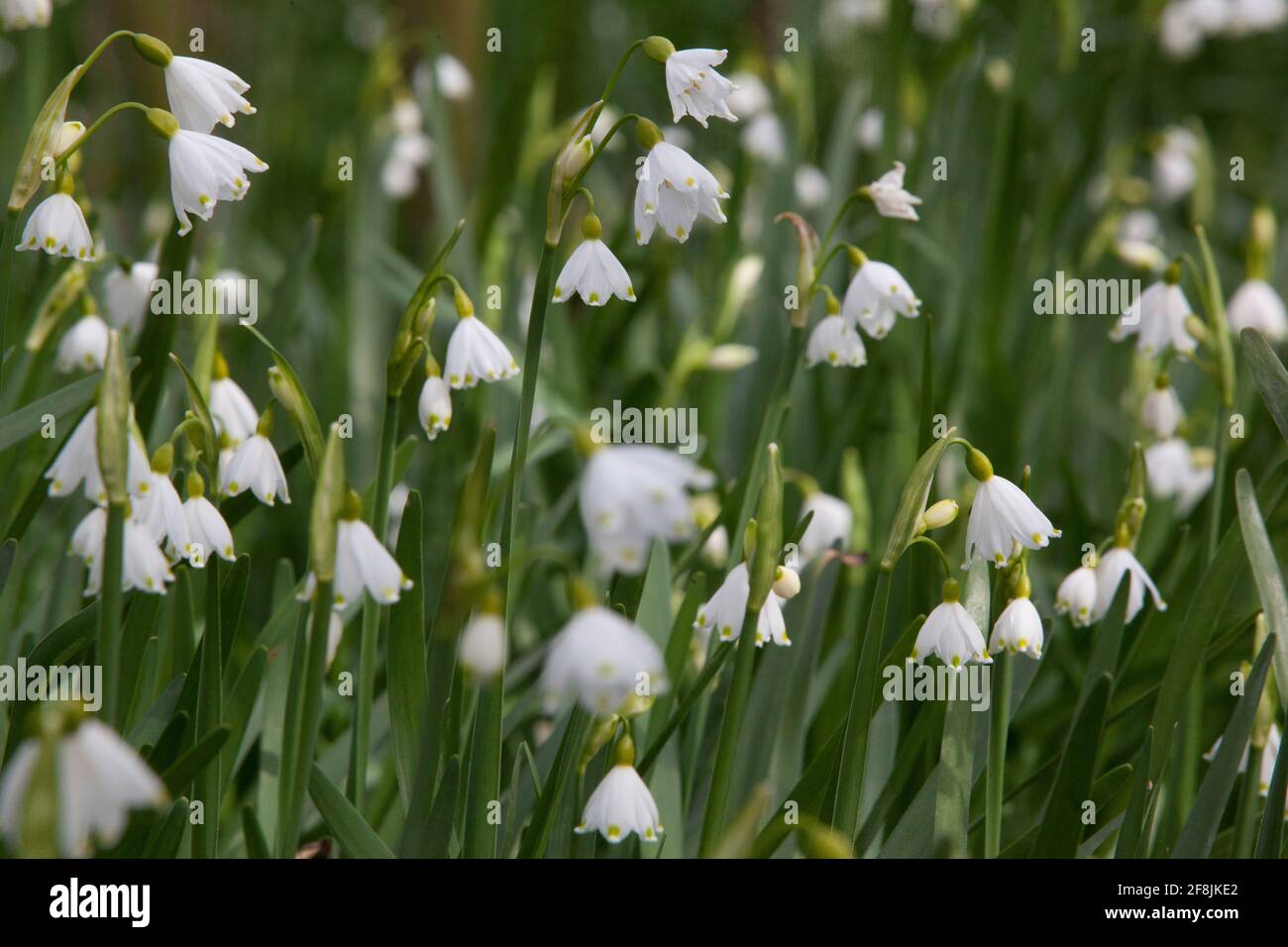 UK Weather, 14 April 2021: Trotz kühlem Frühlingswetter blühen in einem sumpfigen Gebiet, wo ein Dampf in die Themse in der Nähe von Henley mündet, seltene, wilde Loddon-Lilien. Benannt nach dem nahe gelegenen Fluss Loddon, sind sie auch als Sommerschneeflocken bekannt. Anna Watson/Alamy Live News Stockfoto