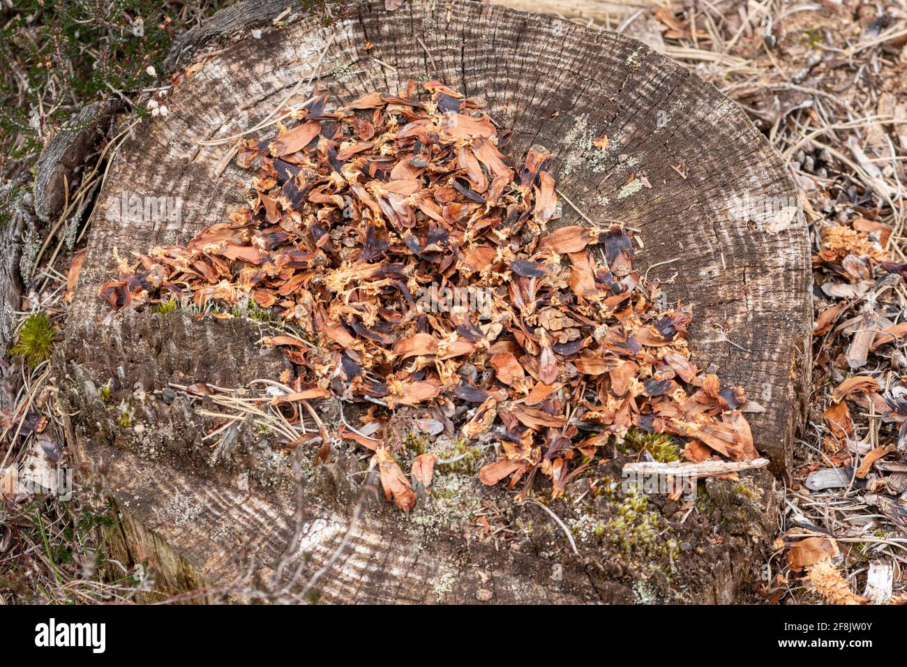 Reste von Kiefernzapfen, die von einem grauen Eichhörnchen (Sciurus carolinensis) gefressen wurden, auf einem Baumstumpf zurückgelassen, Säugetierzeichen, Großbritannien Stockfoto