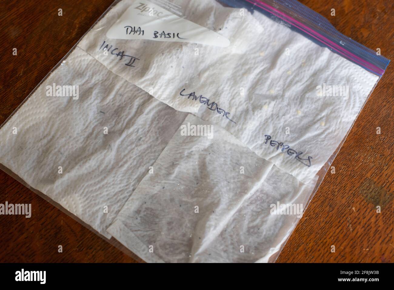 Starting Samen in a ziplock bag to be keimte in an Instant Pot, April 2021 Stockfoto