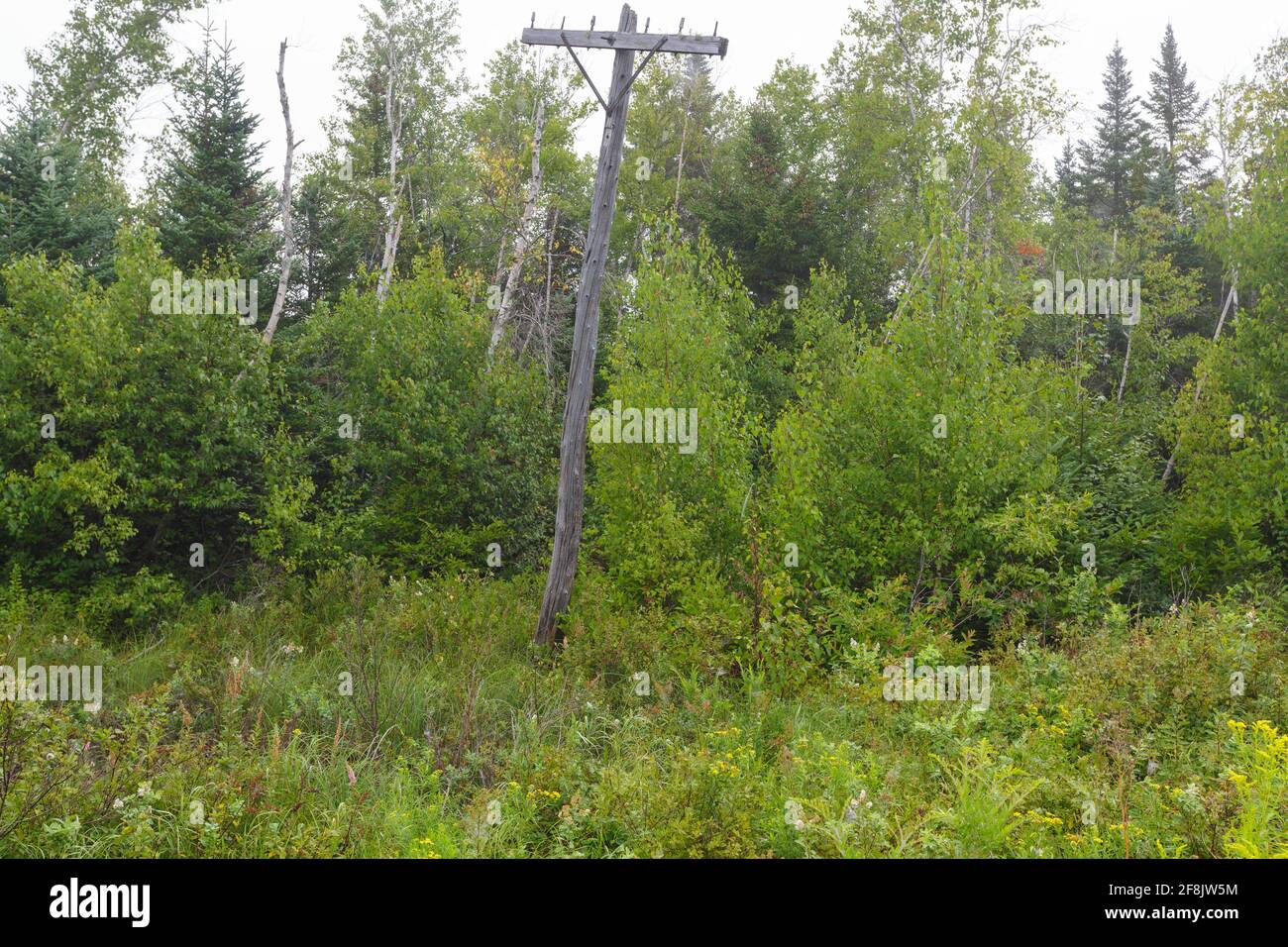 Alter Stützpunkt entlang des Presidential Recreational Rail Trail, östlich der Kreuzung Pinkham B Road (Dolly Copp Road) in Randolph, New Hampshire, auf einer Stockfoto