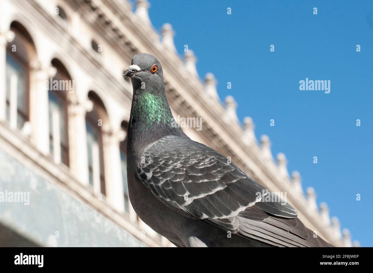 Eine Straße in Venedig Pigeon auf dem Markusplatz Stockfoto