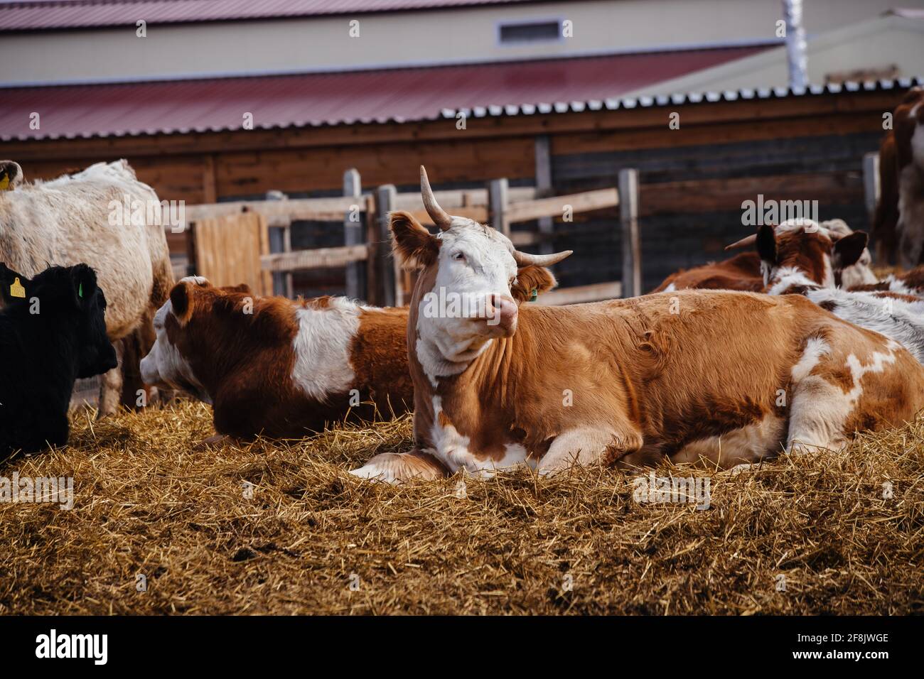 Marmorierte Fleischkühe im freien offenen Stall. Stockfoto