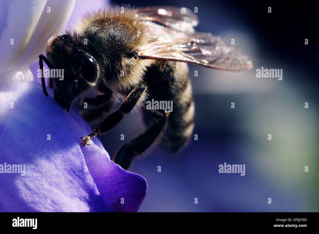 Eine Honigbiene bestäubt eine lila Blume Makro-Fotografie. Stockfoto