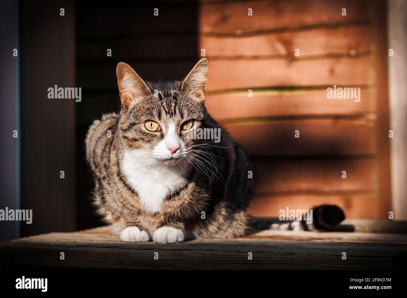 Ein Porträt einer gestromten kurzhaarigen Katze, die in der chillt So Stockfoto