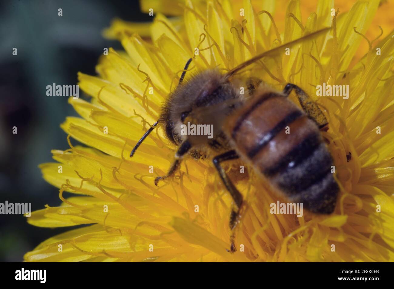 Eine Honigbiene auf Dandelion bestäubt es bunte Makro-Bild. Stockfoto