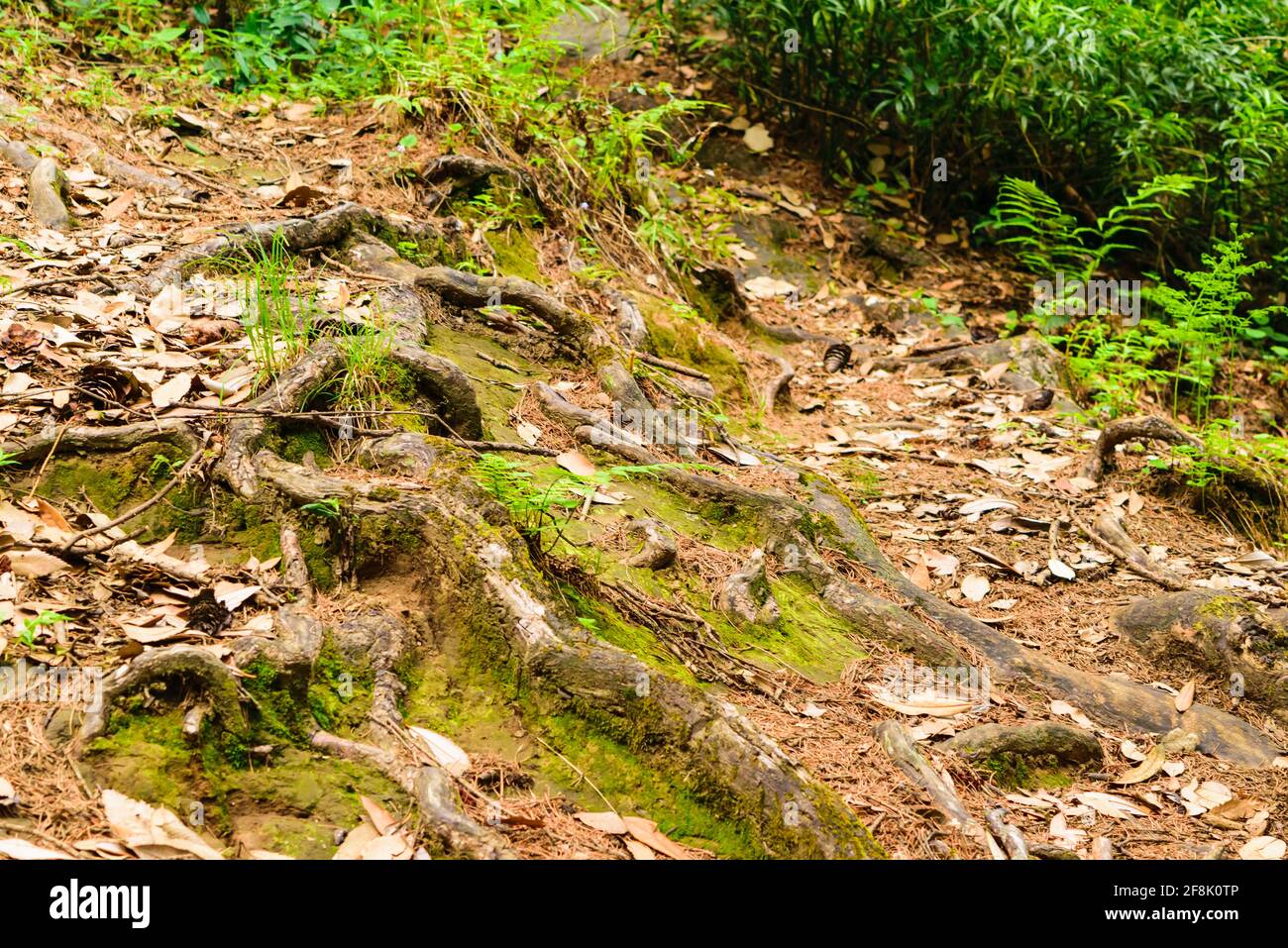 Prevents Soil Erosion Stockfotos Und Bilder Kaufen Alamy