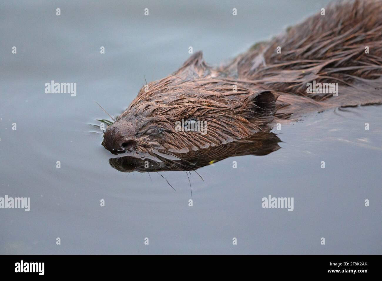 Ein eurasischer Biber (Rizinusfaser), der in einem Teich schwimmend ist Stockfoto