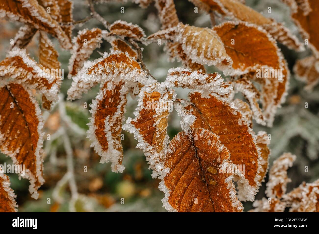 Braune gefrorene Blätter Hintergrund symbolisiert kalten Winter Frühling morgens.die ersten Fröste und gefrorenen Blätter. Ast bedeckt mit frostigen Reif. Winter-regenjacke Stockfoto