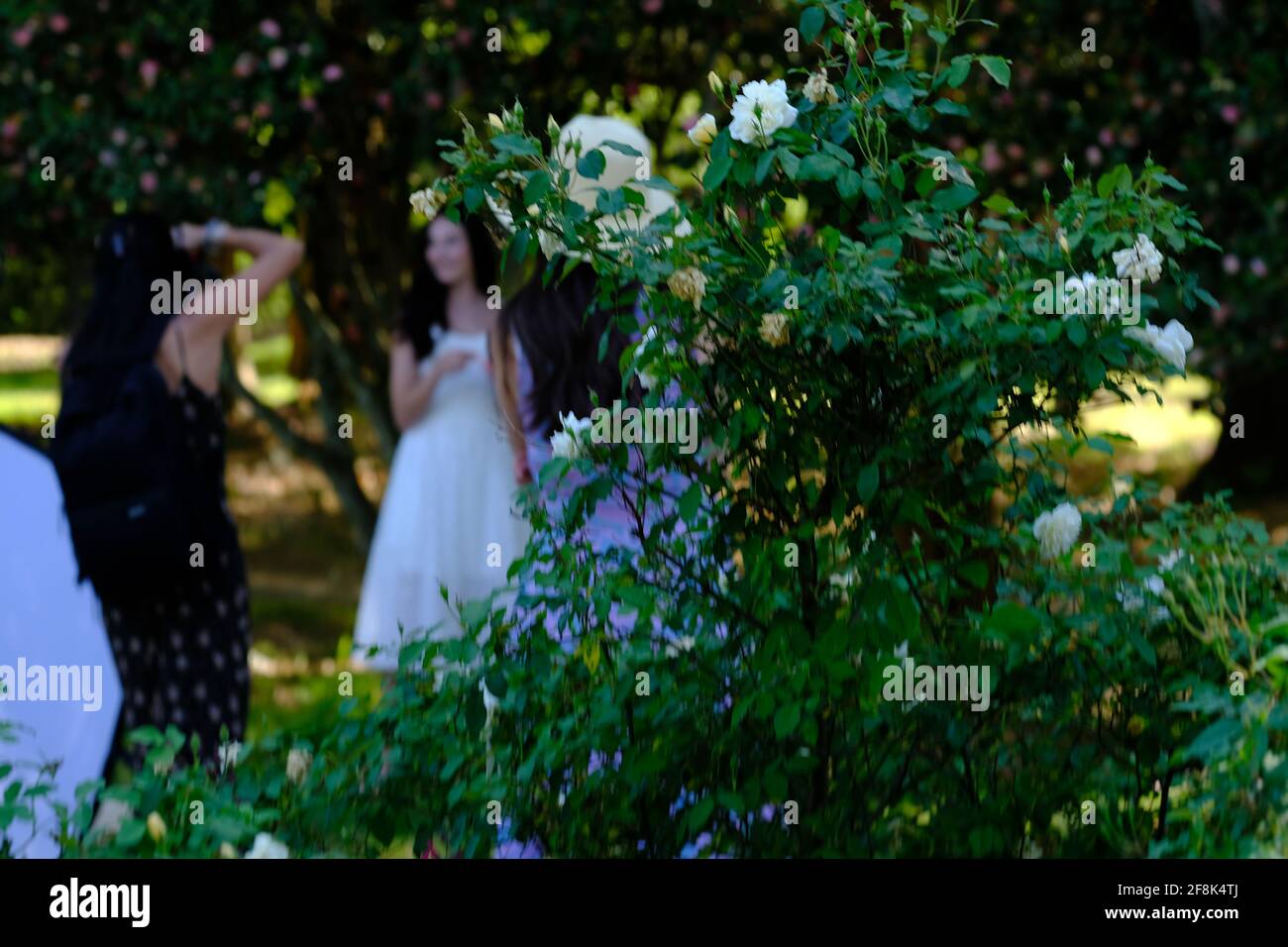 Veranstaltungen in öffentlichen Parks, zum Beispiel Hochzeiten, Sport, modifizierte, Golf, Karren, Reisen, Straße, sauberer Stockfoto