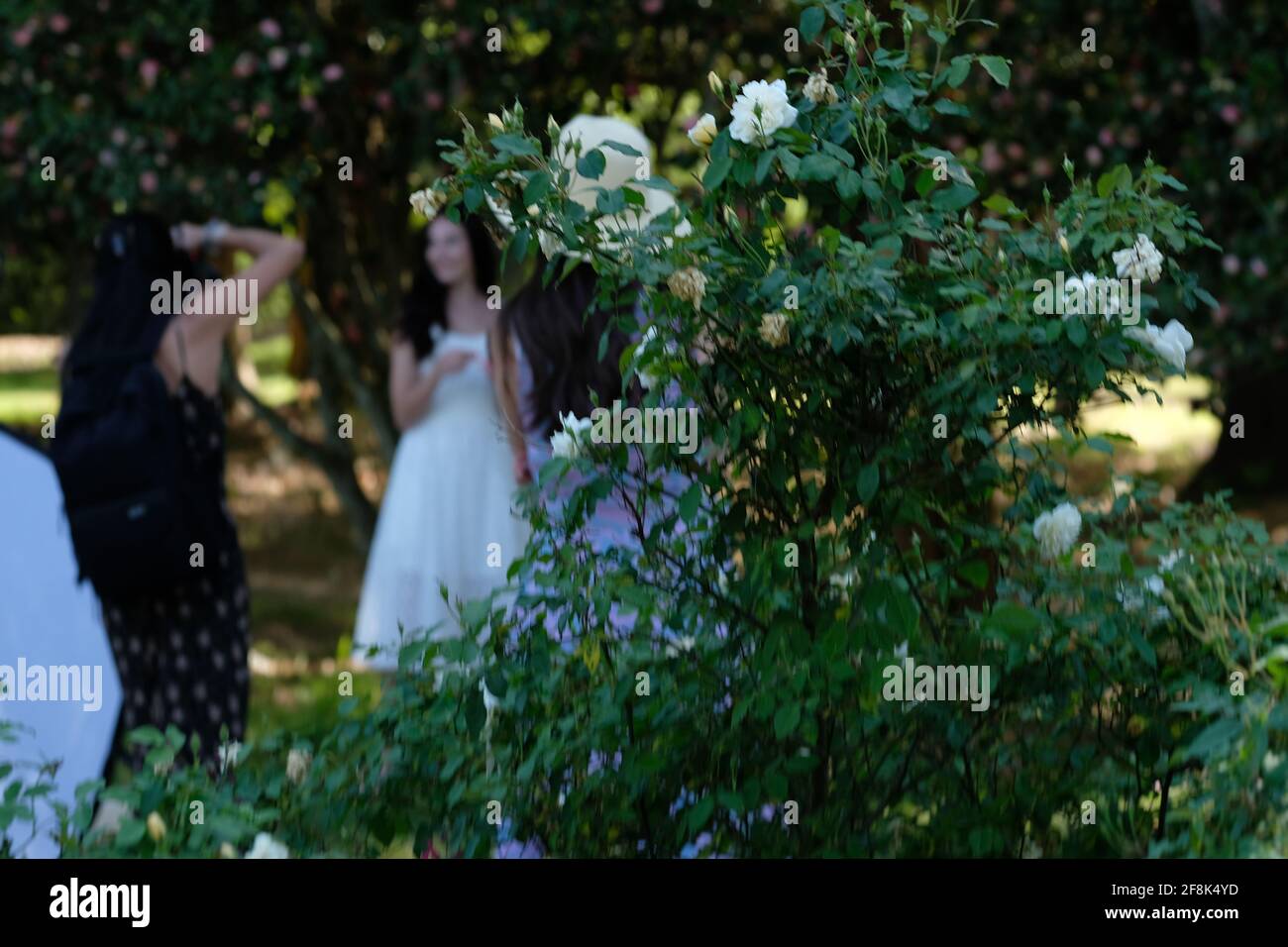 Veranstaltungen in öffentlichen Parks, zum Beispiel Hochzeiten, Sport, modifizierte, Golf, Karren, Reisen, Straße, sauberer Stockfoto