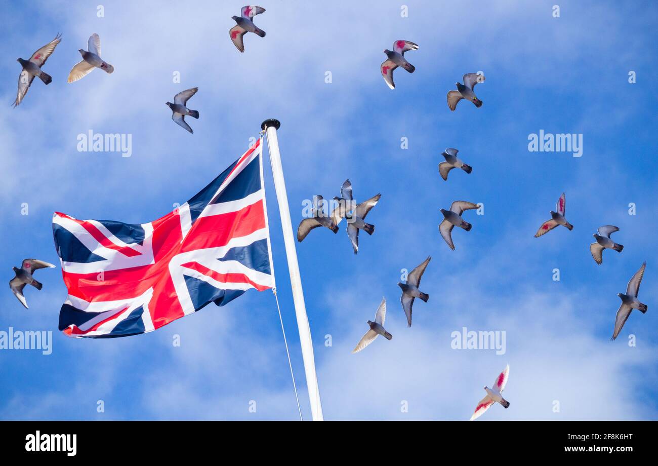 Rasenden Tauben über Union Jack Flagge. Stockfoto