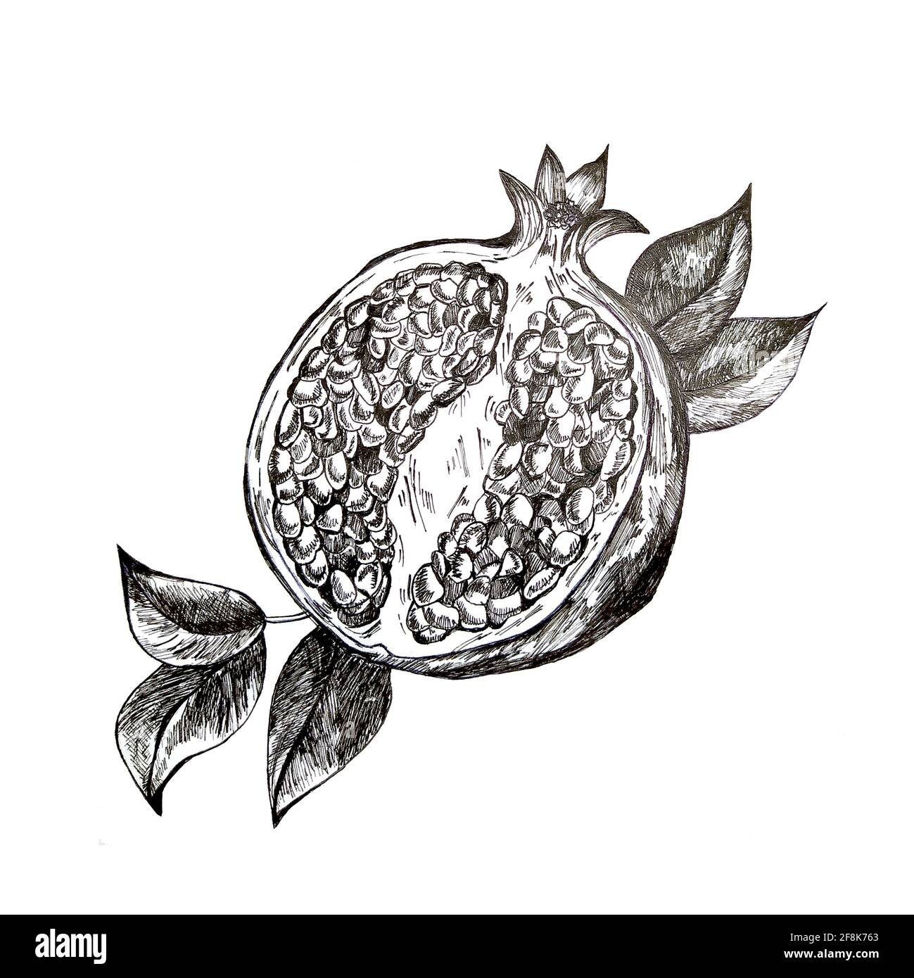 Obstgranatapfel handgezeichnete Illustration realistische Skizze, gesunde Ernährung, Früchte Stockfoto