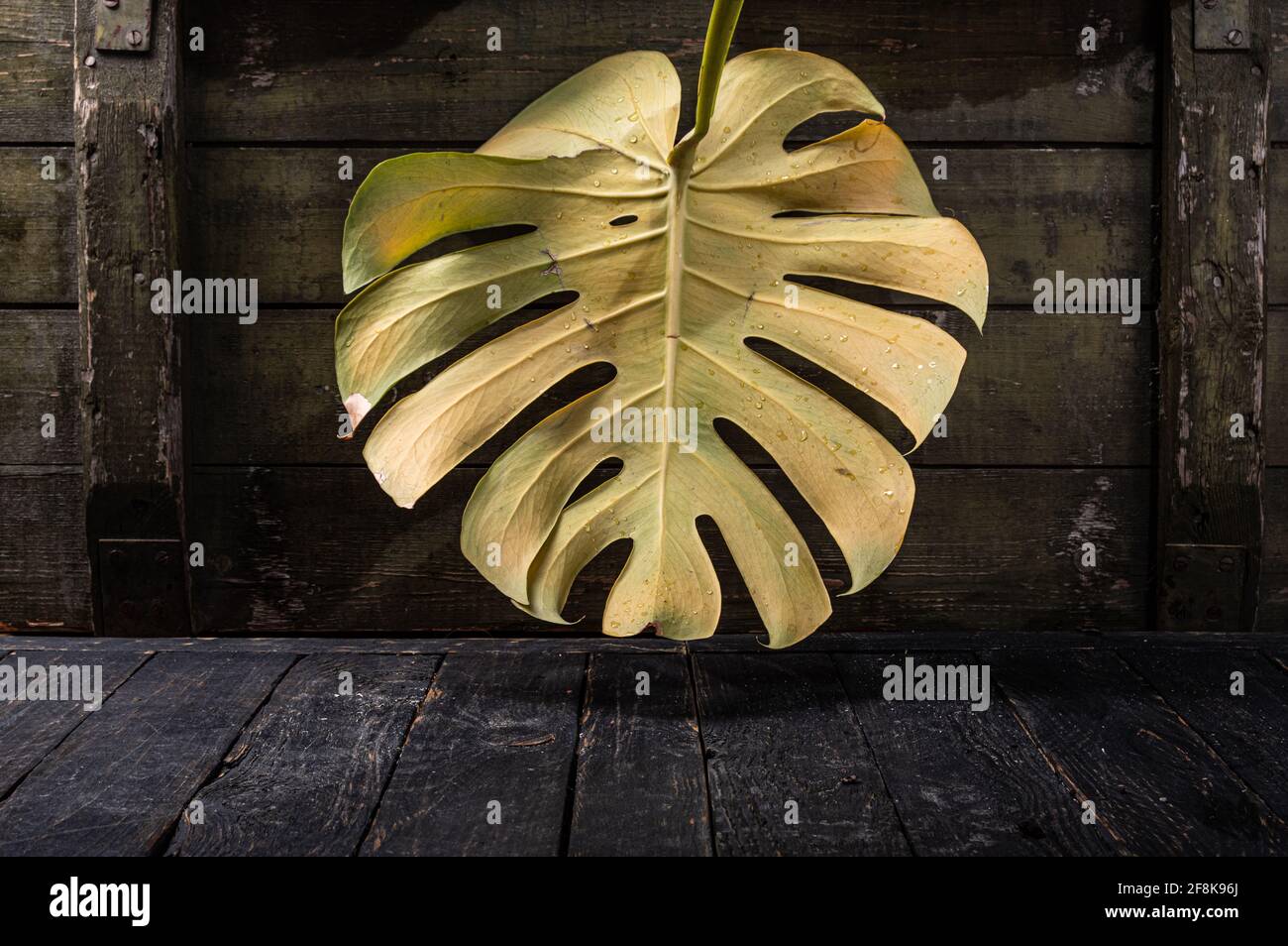 Rundes Blatt einer Palme. Pflanzenstruktur. Gelbes Blatt. Hintergrund des Palmenblattes. Stockfoto