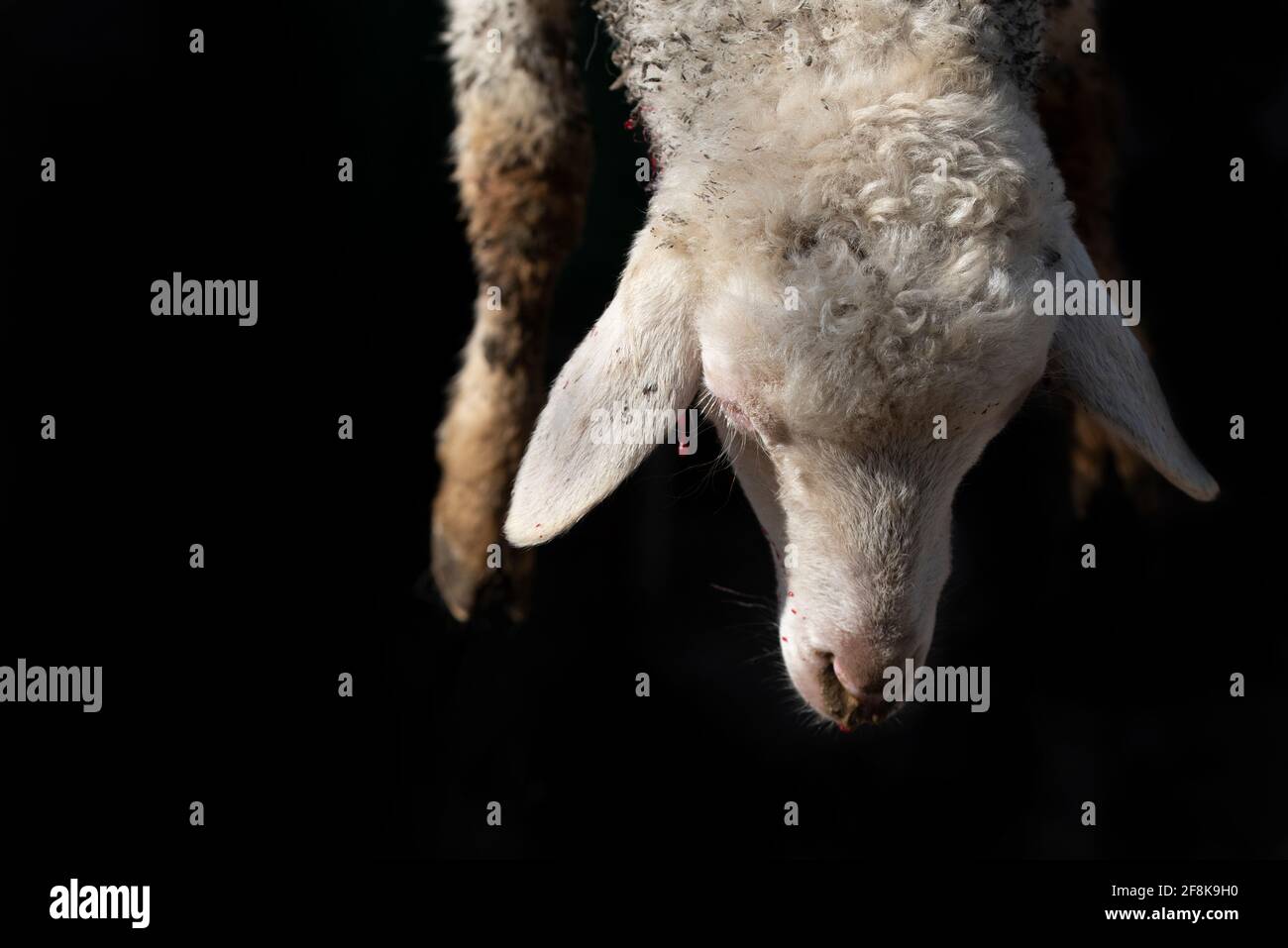 Nahaufnahme und Detail eines Lammes, das traditionell geschlachtet wird. Kopf und Vorderfüße hängen vor einem dunklen Hintergrund. Stockfoto