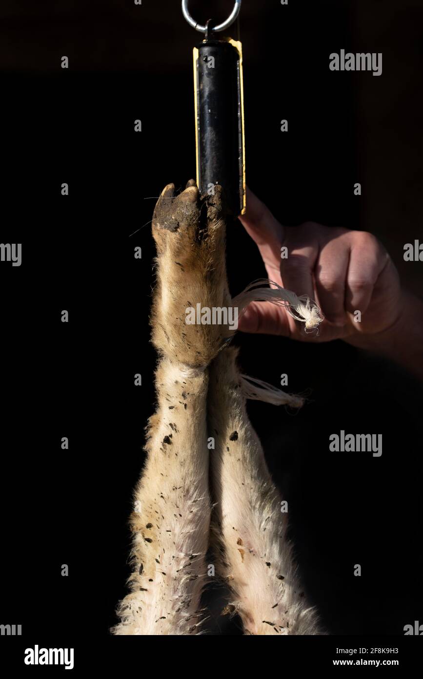 Detail der Füße eines geschlachteten Lammes, das an Frühlingsschuppen hängt. Das Gewicht wird mit der Hand angezeigt Stockfoto