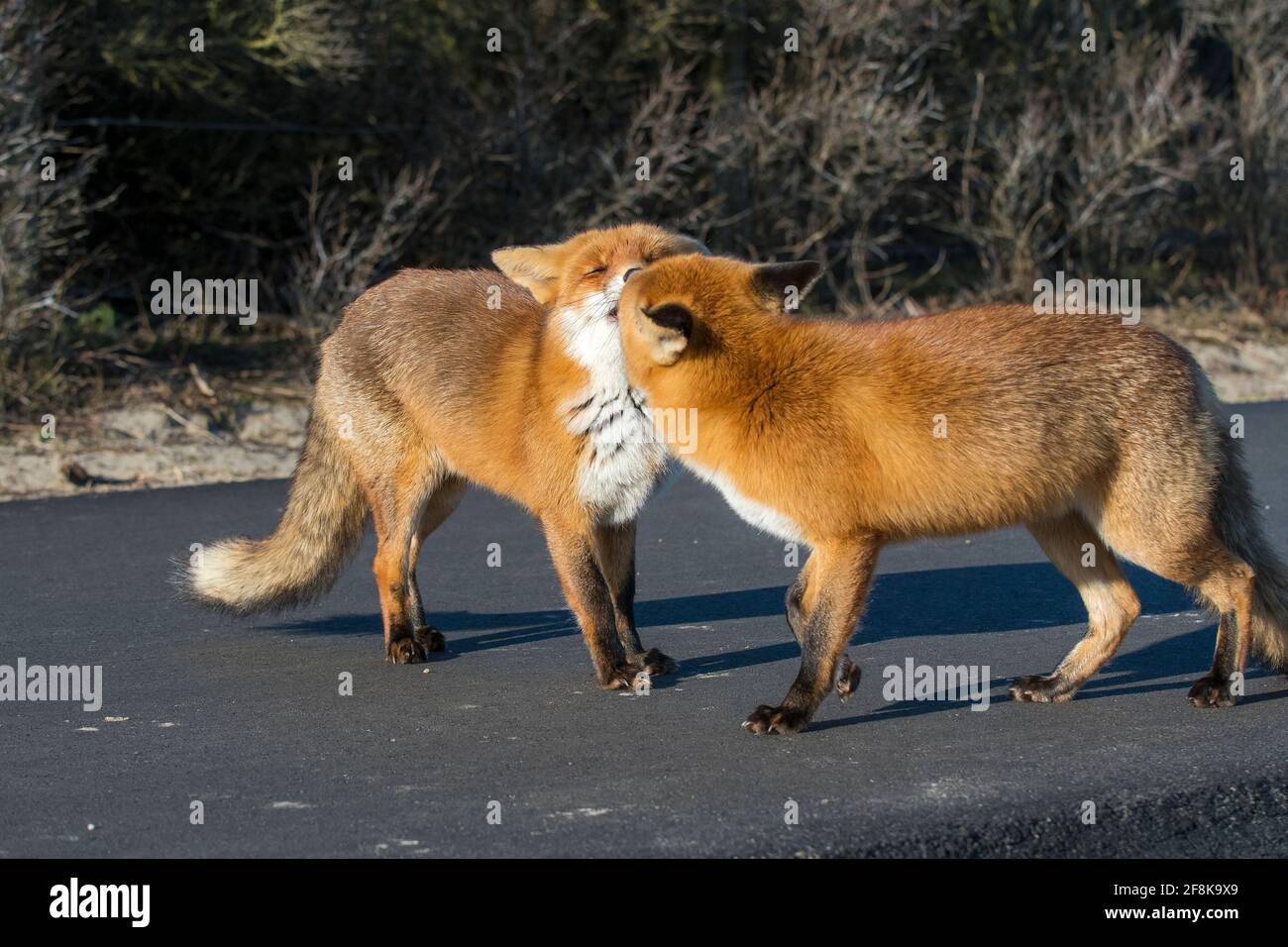 Zwei Rotfüchse (Vulpes vulpes) gehen auf einem Radweg und grüßen sich gegenseitig Stockfoto