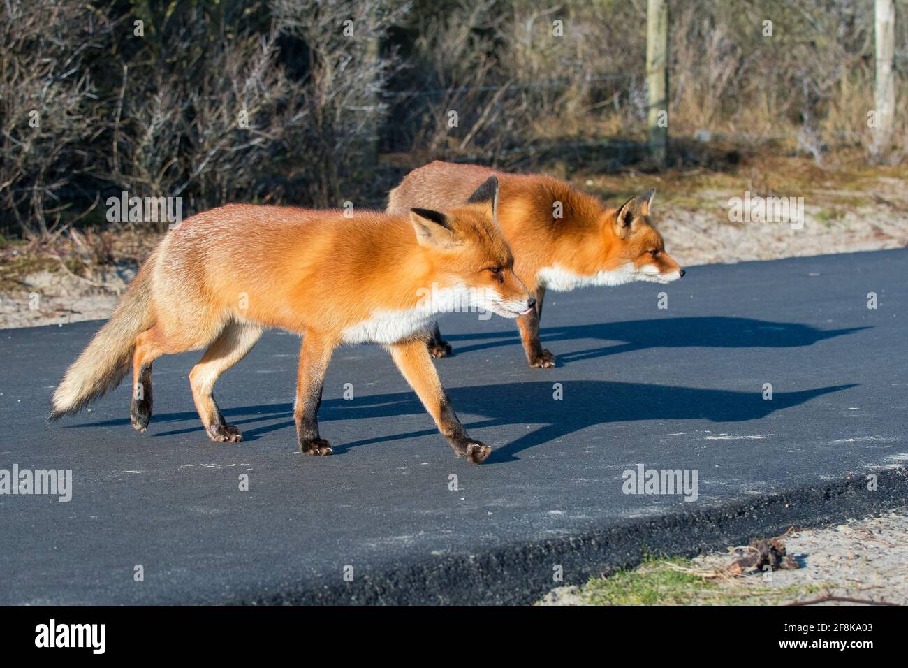 Zwei rote Füchse (Vulpes vulpes) Auf einem Radweg in den Dünen Stockfoto