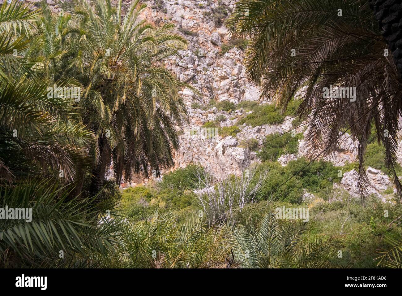 Einige kretische Palmen (Phoenix theophrasti) In einer Schlucht zwischen Bergen im Süden Kretas Stockfoto