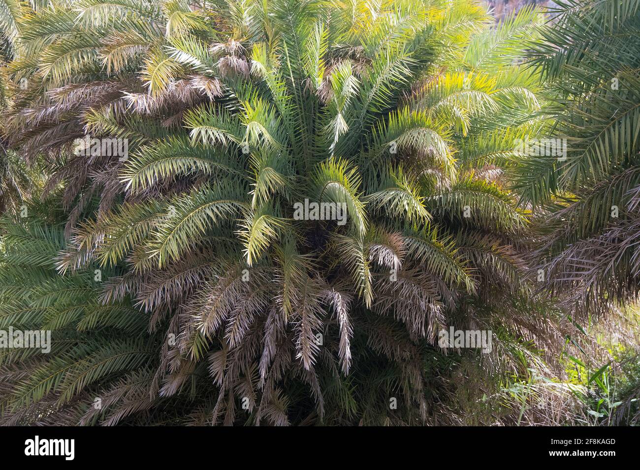 Kretische Palmenbäume (Phoenix theophrasti) in der Nähe von Preveli im Süden Kretas Stockfoto