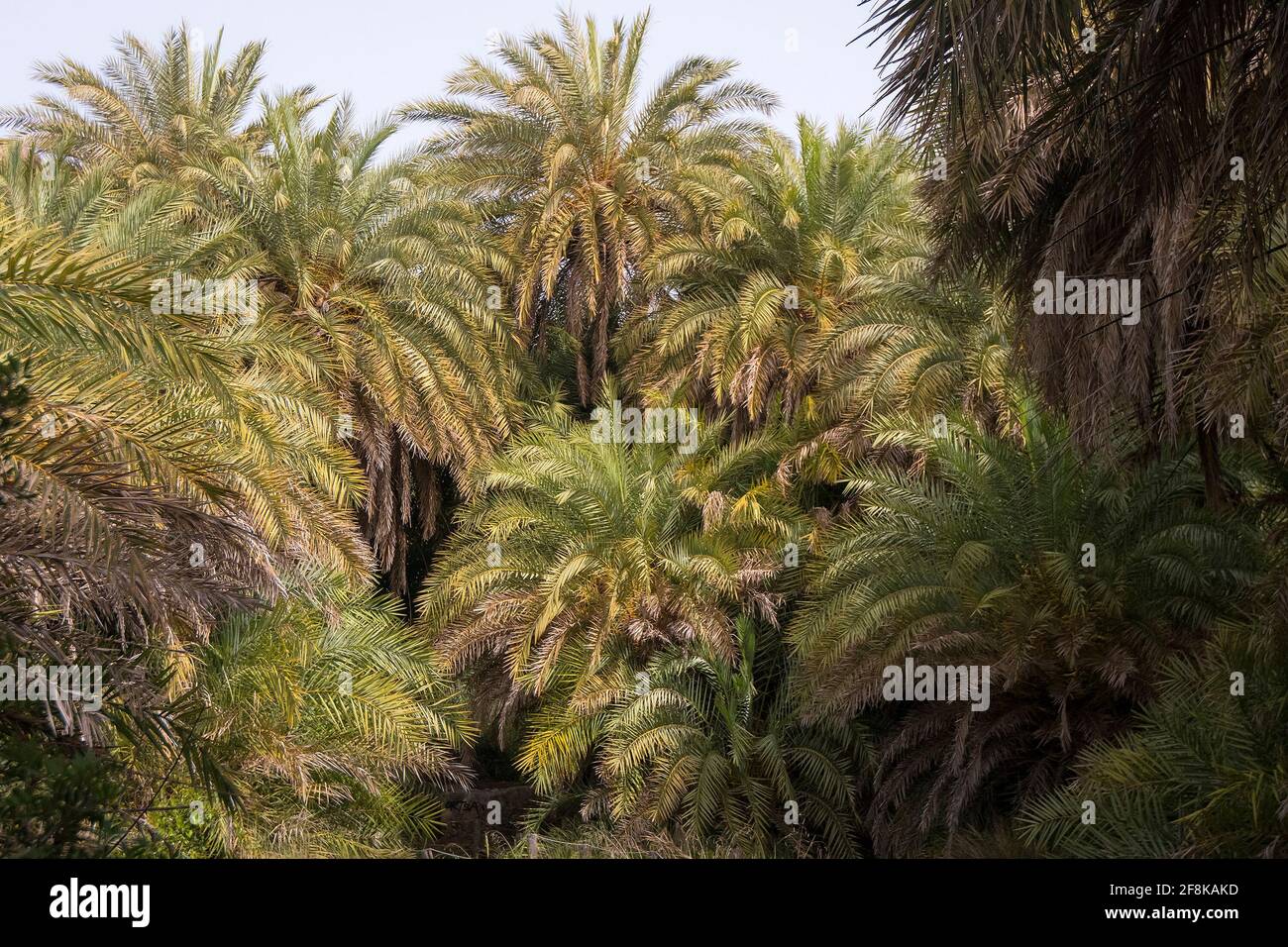 Kretische Palme (Phönix theophrasti) Die Bäume gruppieren sich in der Nähe von Preveli im Süden Kretas Stockfoto
