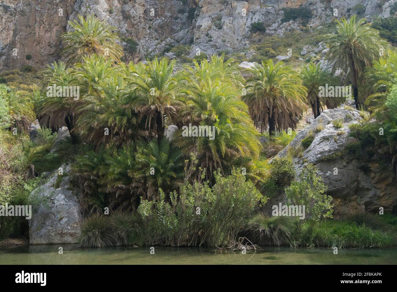Kretische Palme (Phönix theophrasti) Die Bäume gruppieren sich in der Nähe von Preveli im Süden Kretas am Ufer Eines kleinen Baches Stockfoto