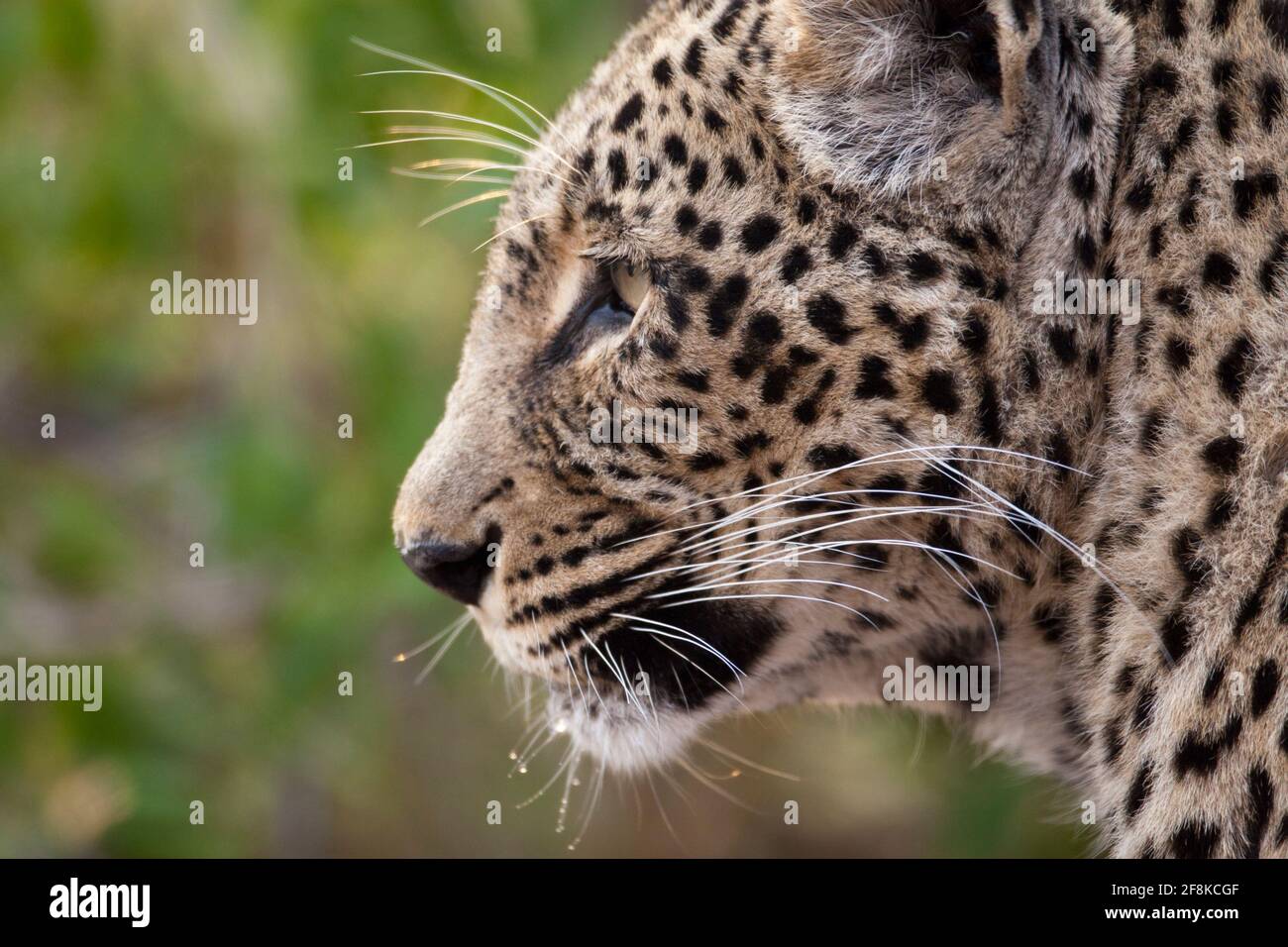 Eine Leopardenkönigin hat ihren ersten Morgentrunk. Ihr Name ist Mogonzwe, was Hammerkopf bedeutet. Sie ist 15 Jahre alt und regiert diesen Teil des Sabi-Flusses. Stockfoto