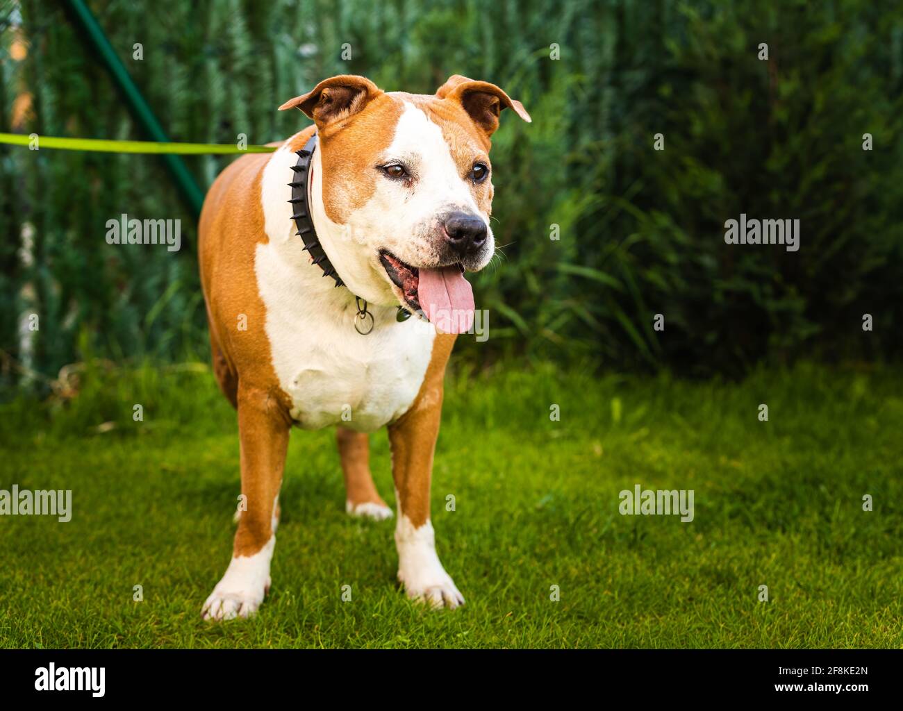 Staffordshire Amstaff Hund erholt Gesundheit nach Schlaganfall. Hundegesundheitskonzept. Stockfoto