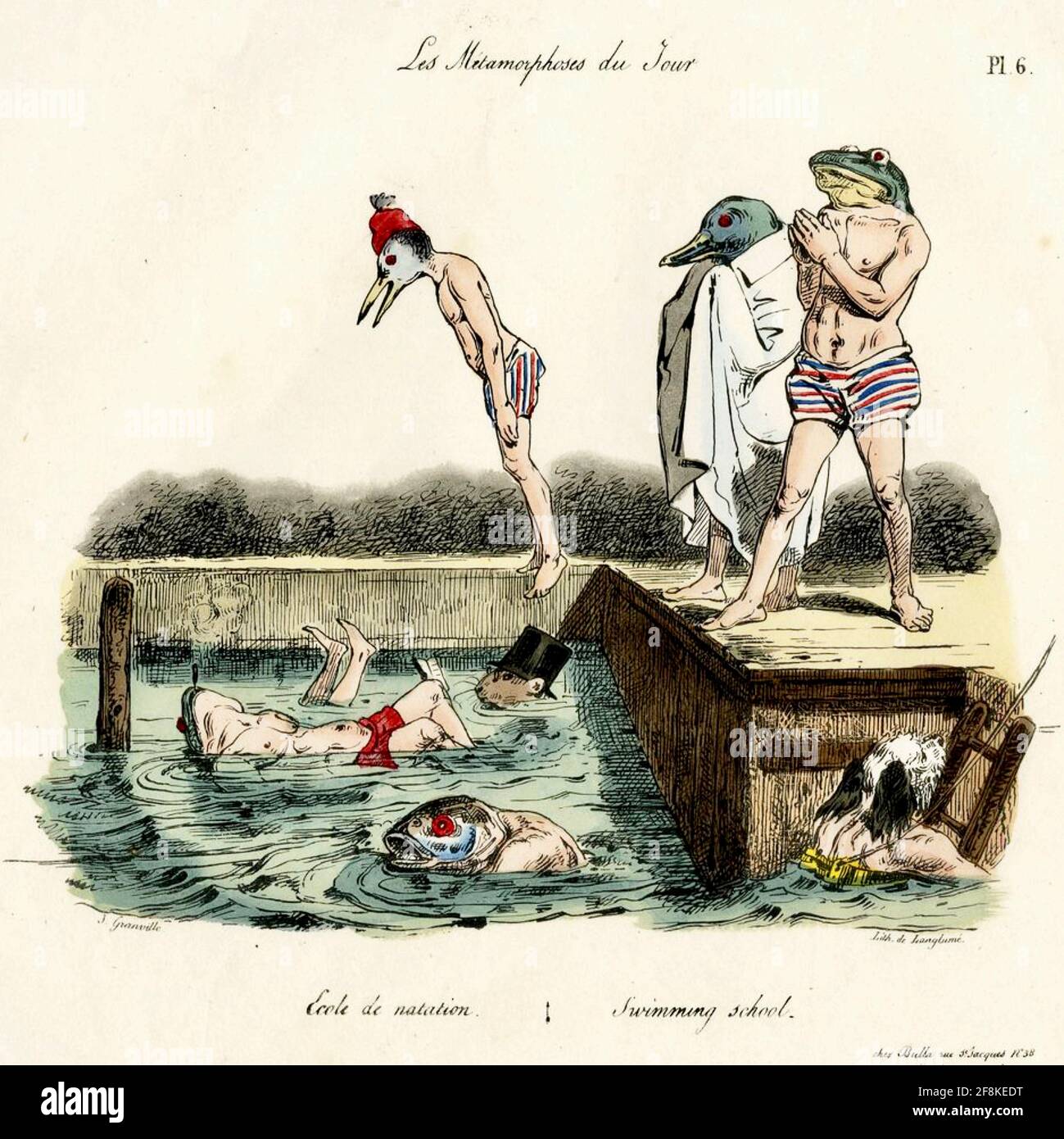 Satire zeigt eine Gruppe von Tierkopfmännern, die in einem Pool von J. J. Grandville aus dem Jahr 1829 tauchen und schwimmen Stockfoto