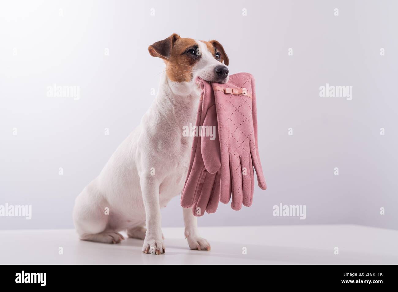 Gehorsam smart Hund hält rosa weibliche Handschuhe auf einem weißen Hintergrund. Speicherplatz kopieren Stockfoto