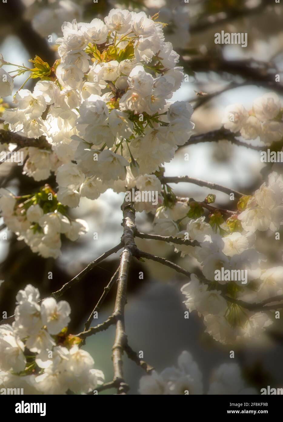 Zierkirschblüte in Nahaufnahme, natürliches Pflanzenportrait bei Frühlingssonne Stockfoto