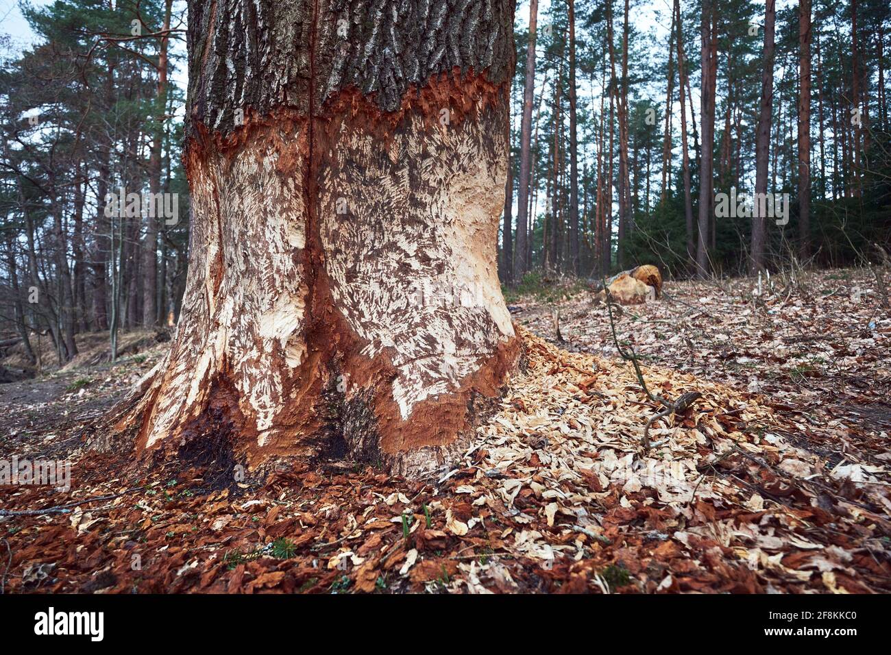 Riesiger Baum mit Biberzähnen. Baumstamm, der von wilden Waldbibern geknickt wird. Stockfoto