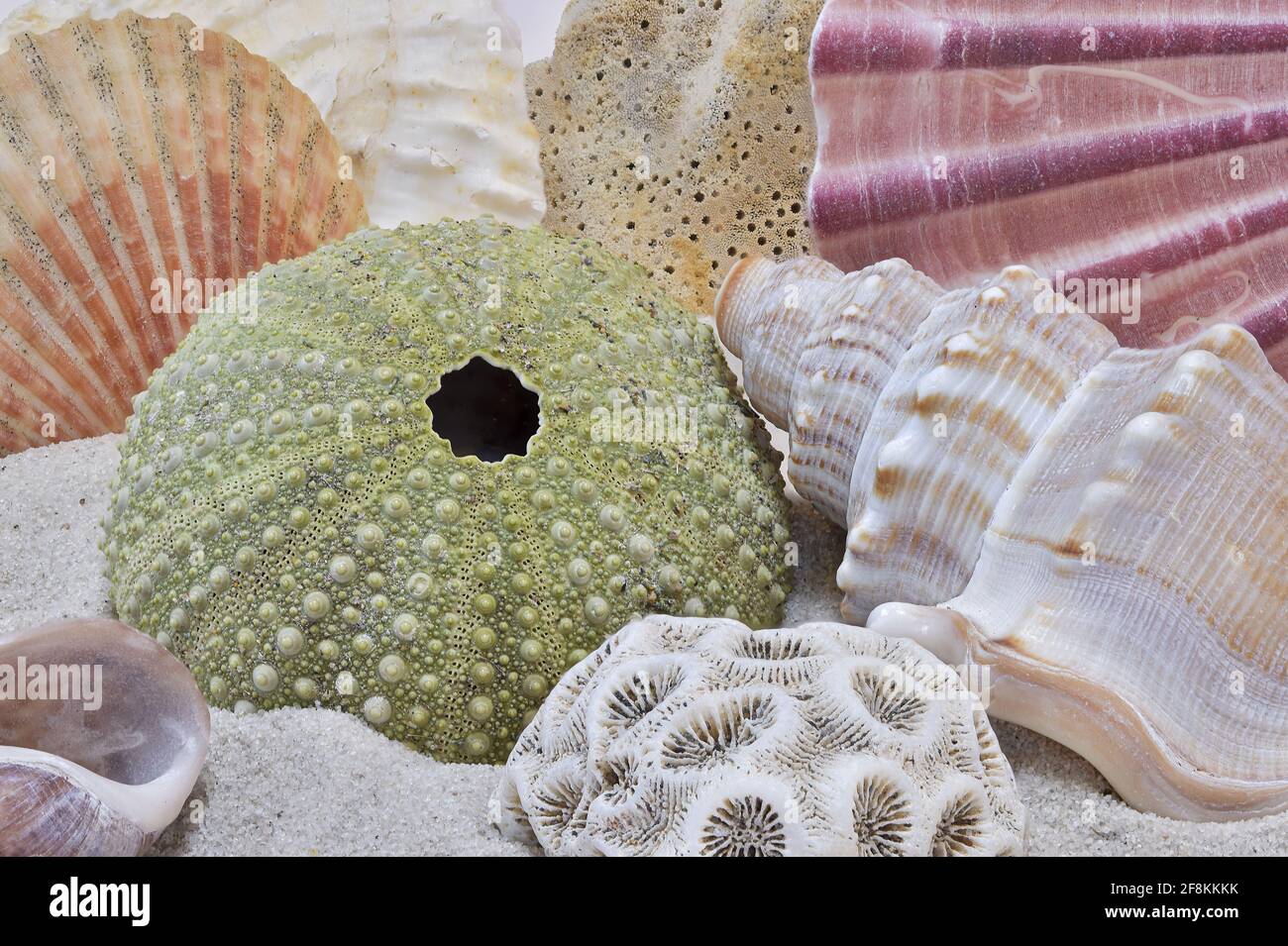 Bunte Muscheln und Seeigel Skelett am Sandstrand Stockfoto