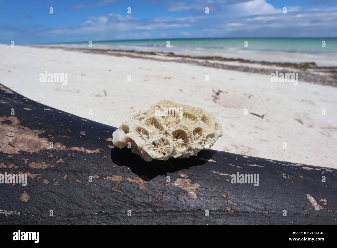 Versteinerte Korallen auf schwarzem Holz vor dem Diani-Strand, Kenia Stockfoto