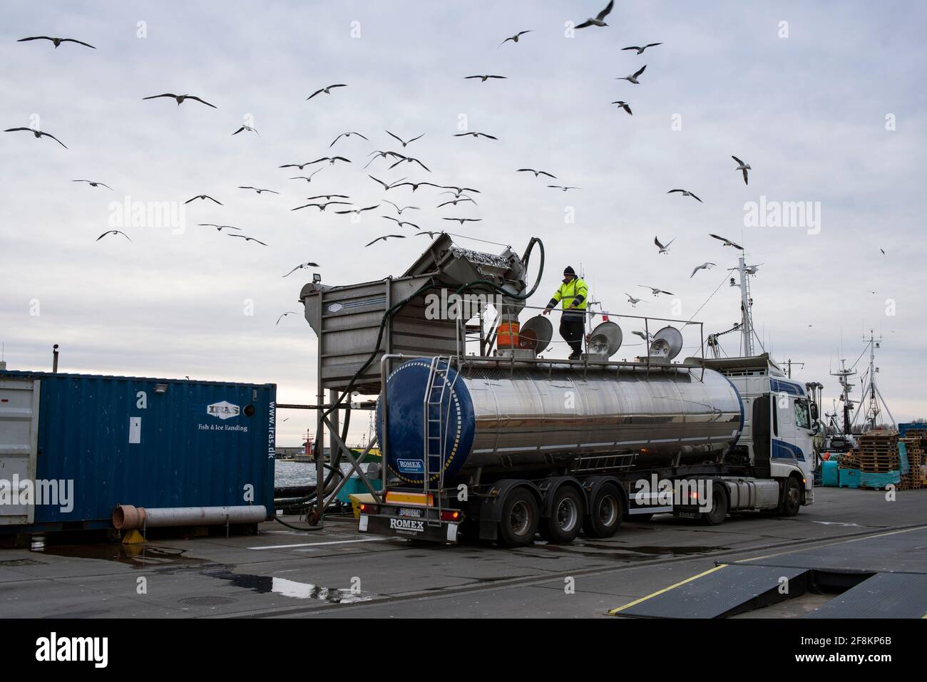 Hel, Pommern, Polen. März 2021. Im Hafen der Stadt Hel kreisen die Möwen über den frisch gefangenen Hering, der in den Tanker geladen wird, um die Fische zu transportieren.Alltag auf der Halbinsel Hel während der 3. Sperre, die durch die dritte Welle der Covid-19-Pandemie in Polen verursacht wurde. Quelle: Attila Husejnow/SOPA Images/ZUMA Wire/Alamy Live News Stockfoto