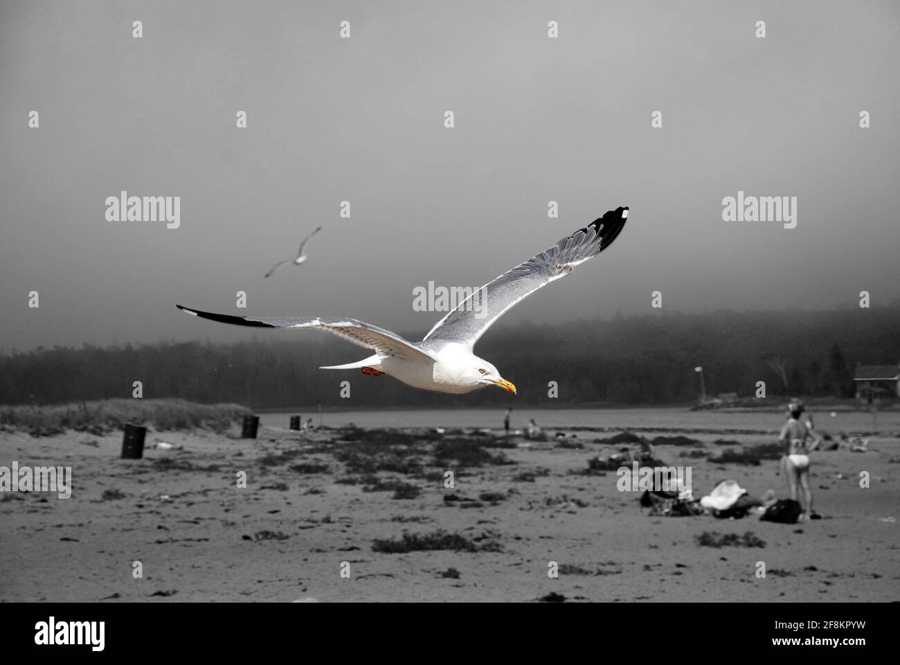 Möwe selektiv vor schwarzem und weißem Hintergrund gefärbt Stockfoto