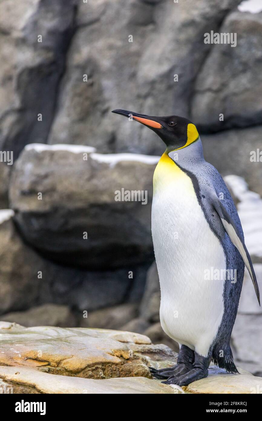 Königspinguine, Apetenodytes Patagonicus von der Sub-Artik zum Zoo Stockfoto