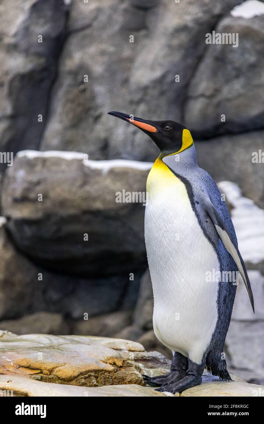 Königspinguine, Apetenodytes Patagonicus von der Sub-Artik zum Zoo Stockfoto