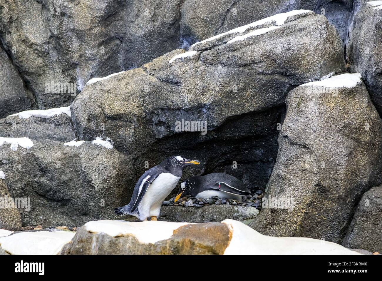 Königspinguine, Apetenodytes Patagonicus von der Sub-Artik zum Zoo Stockfoto