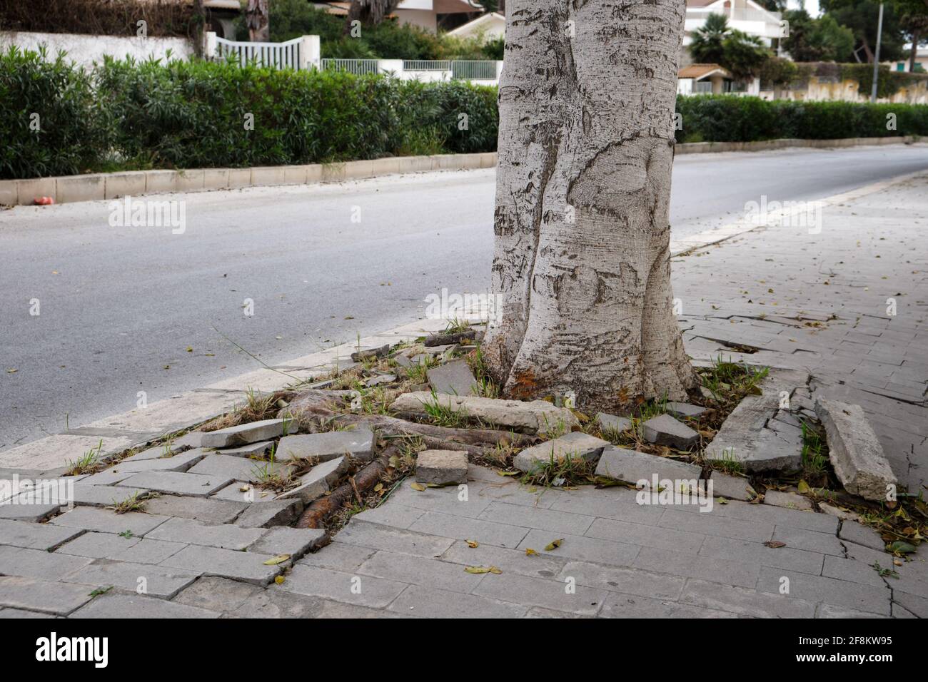 Vernachlässigte und nicht gepflegte Pflaster zerbröckeln, weil ein Baum durch sie in Sizilien, Italien gewachsen ist. 2021 Stockfoto