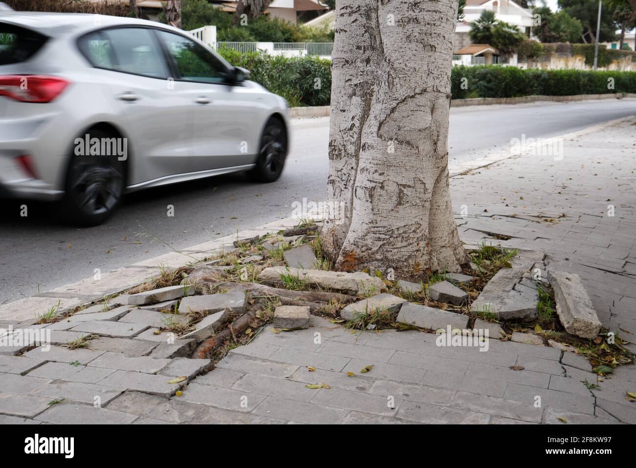 Auto vorbei vernachlässigt und nicht gepflegt Bürgersteig zerbröckelt, weil ein Baum durch sie in Sizilien, Italien gewachsen ist. 2021 Stockfoto