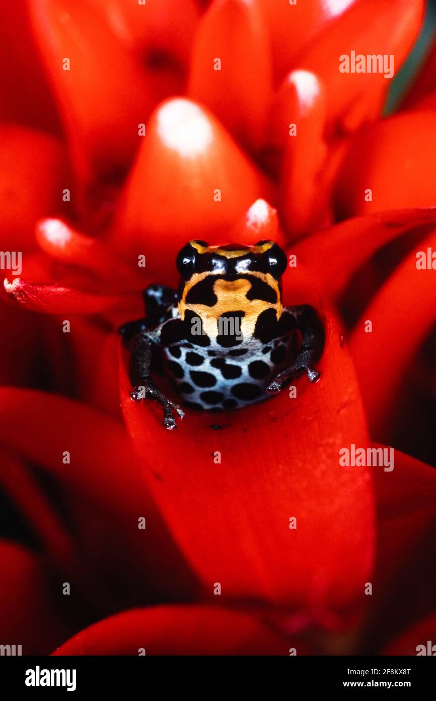 Der retikulierte Giftfrosch, Ranitomeya ventrimaculata, ist ein winziger, 20 mm langer Giftfrosch. Sie ist giftig für Raubtiere. Stockfoto